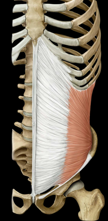 <p>deep to external, smaller and thinner</p><ul><li><p>rotates torso to ipsilateral (same) side</p></li><li><p>laterally flex trunk</p></li></ul><p></p>