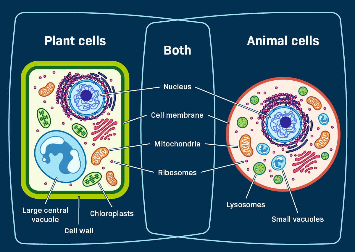 <p>performs photosynthesis (6CO2 + 6H2O → C6H12O6 + 6O2) in plant cells</p>