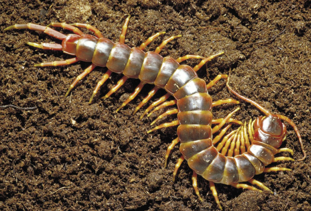 <p>Centipedes (class Chilopoda) </p>