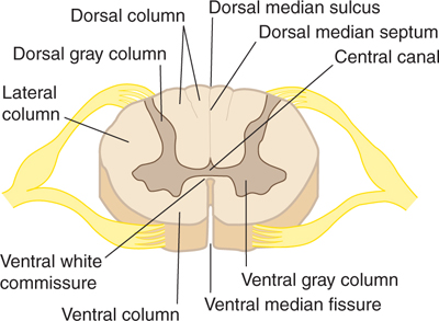 <p>The <strong>dorsal median sulcus</strong> is a <strong>shallow groove along the midline of the posterior (dorsal) side</strong> of the spinal cord.</p>