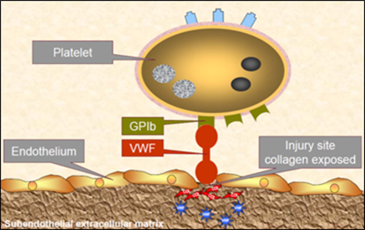 <p>Structures that allow the pathogen to attach to the host cell</p>
