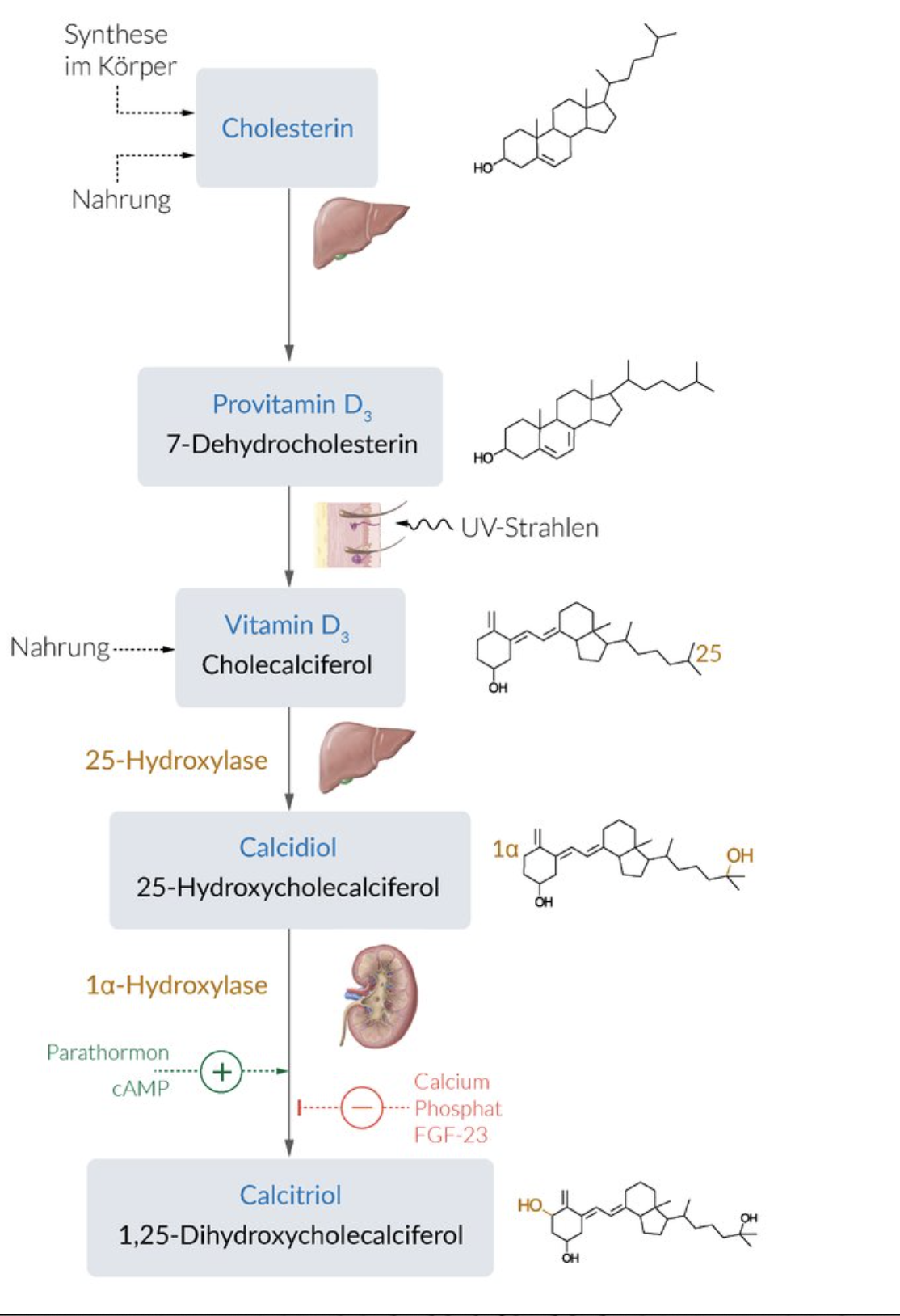 <p>C. 1α-hydroxylase</p>