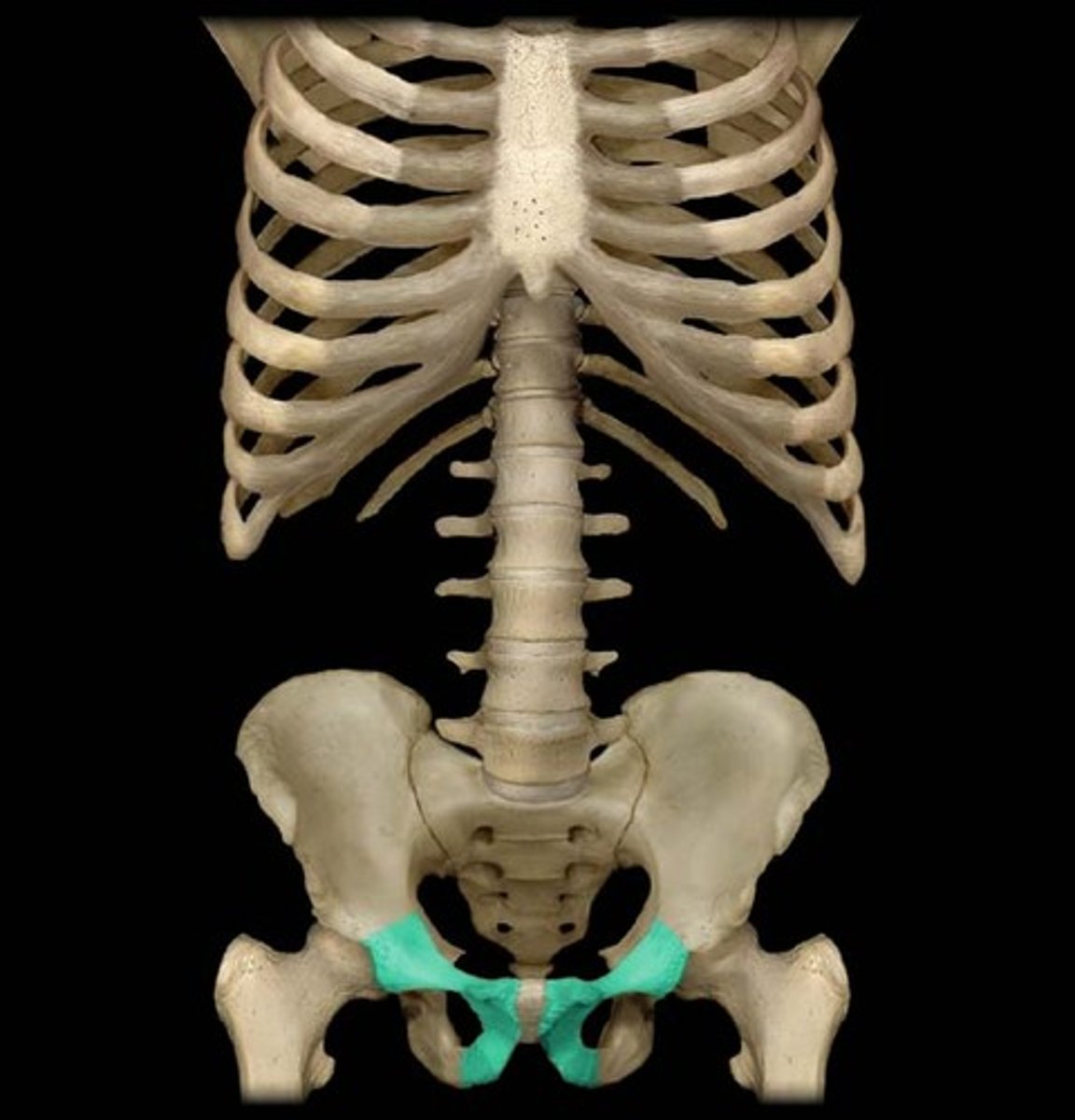 <p>anterior most, SI joint joins sacrum</p>
