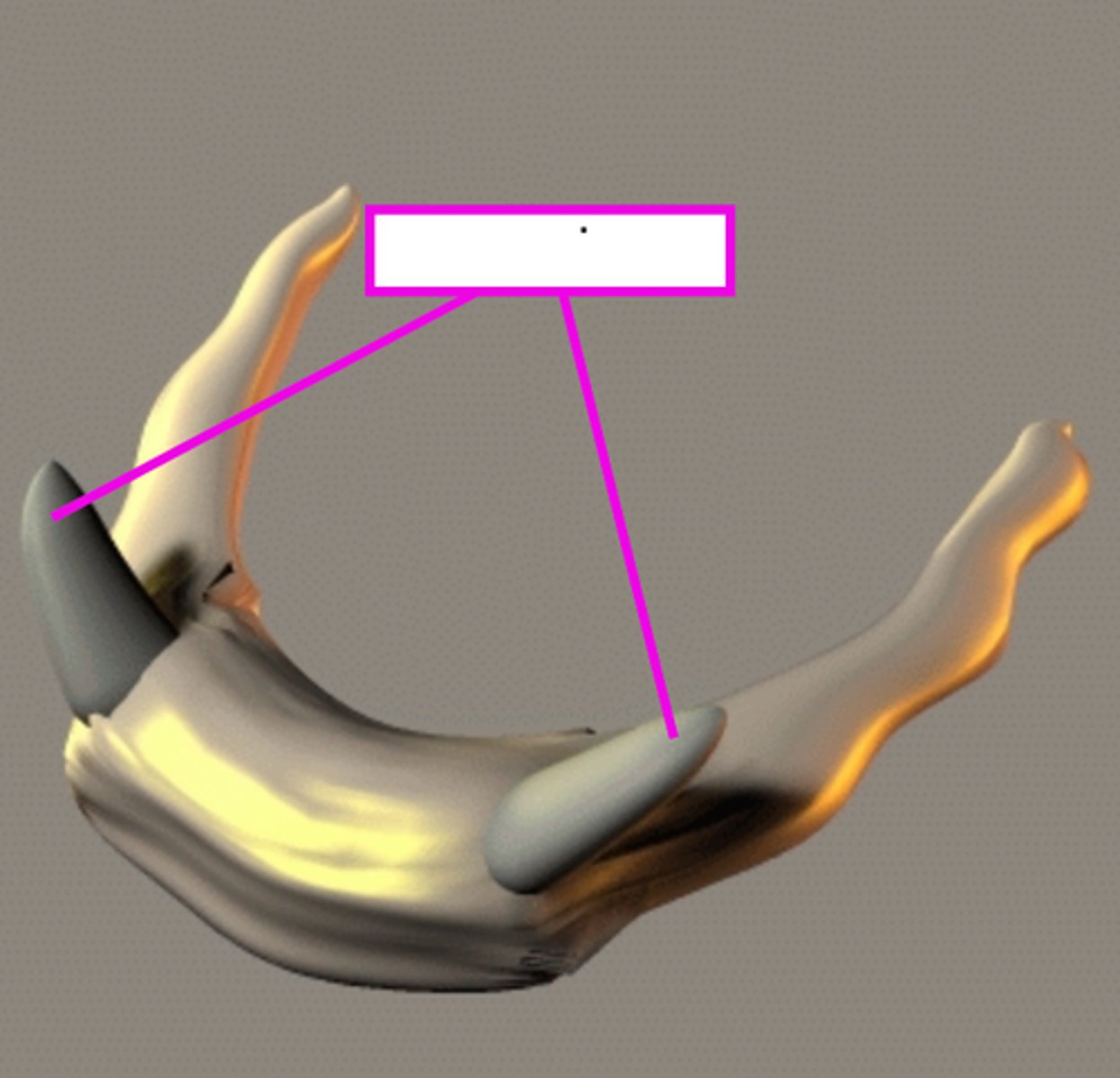 <p>small set of horns that project superiorly from the hyoid bone</p>