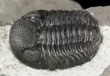 <p>Phacops</p>