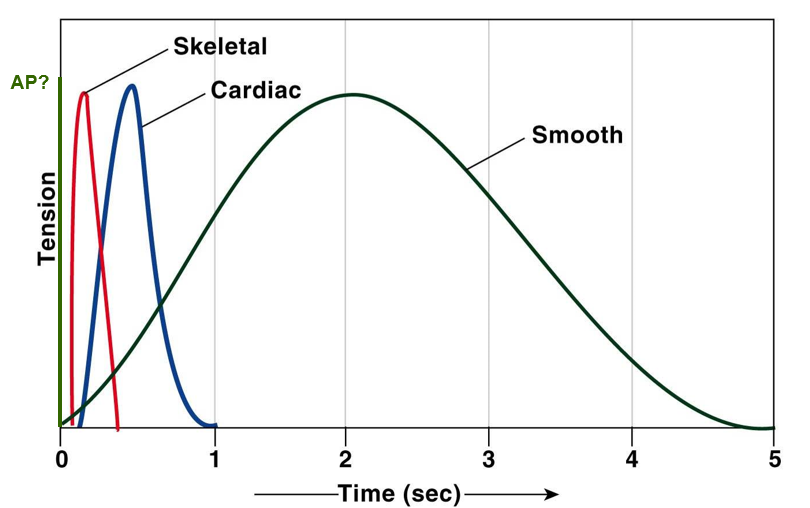 <p><u>action potential</u>: milliseconds</p><p><u>skeletal</u>: fast, &lt;0.5 sec (fast-twitch is faster)</p><p><u>cardiac</u>: less fast, ~1 sec</p><p><u>smooth</u>: slow, several seconds</p>