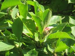 <p><span>Deciduous shrub or small tree with large, cup-shaped pink and white flowers. Used ornamentally.</span></p>