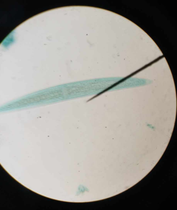 <p>green algae/chlorophyta desmid</p>