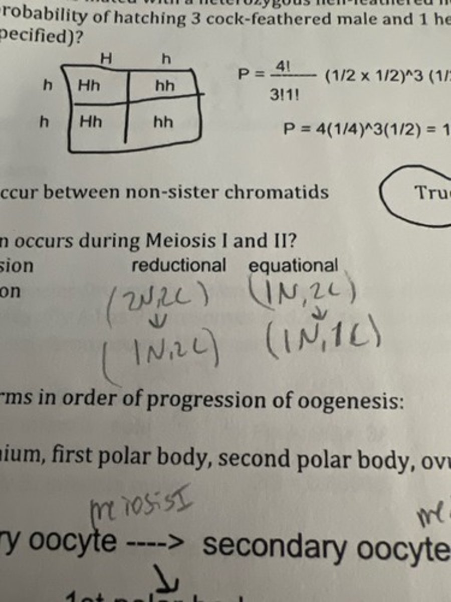 <p>What type of division occurs in Meiosis I and II</p>