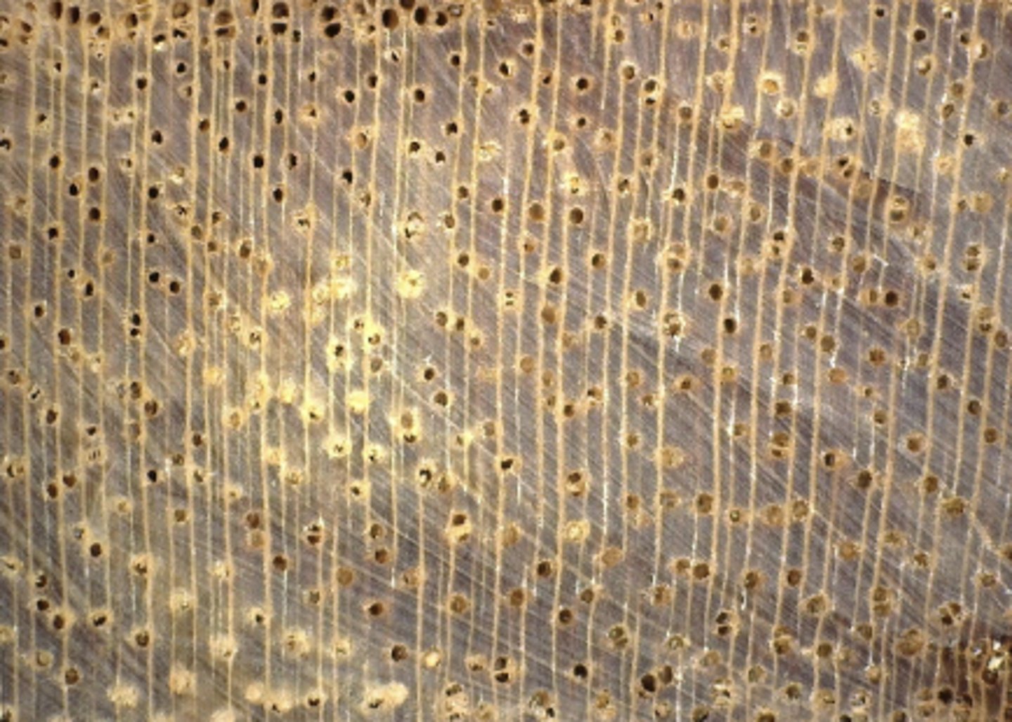 <p>Grayish heartwood color; whitish deposits, vasicentric parenchyma</p>