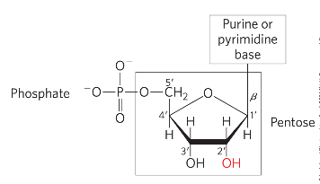 <p>a N-beta-glycosyl bond covalently joins the 1’ carbon of pentose to the base</p><p>phosphate is bonded at 5’ carbon of pentose</p>