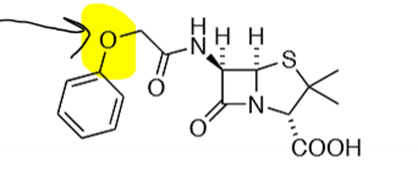 <p>Phenoxymethylpenicillin, B-Lactam, Much More orally available (Ether Oxygen), B-Lactamase Sensitive</p>