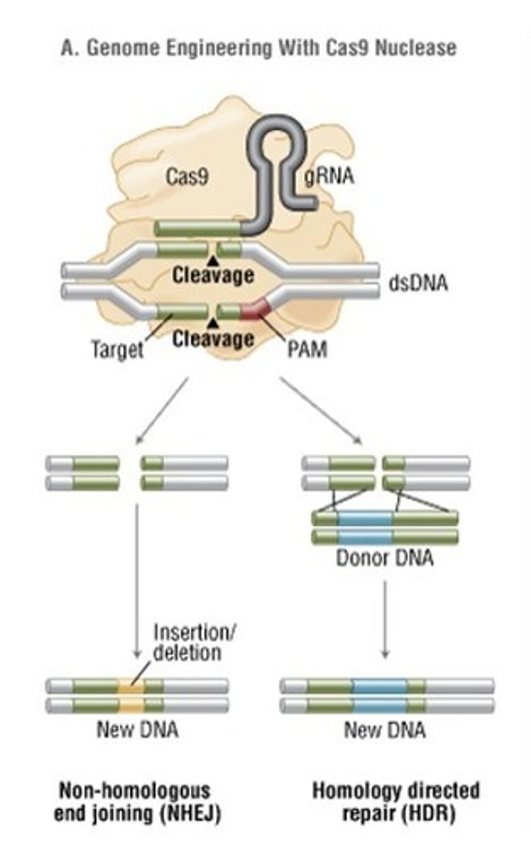 <p>Non-homologous end joining (NHEJ) - error prone repairs that likely result in deletions or insertions</p><p>Homology directed repair (HDR) - recombination of the target gene with donor DNA</p>