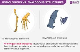 <p><span>Structures with similar <strong>anatomy, morphology, embryology and genetics</strong> but <strong><mark data-color="#ff10c4" style="background-color: #ff10c4; color: inherit">dissimilar functions</mark></strong> are known as homologous structures.</span></p>