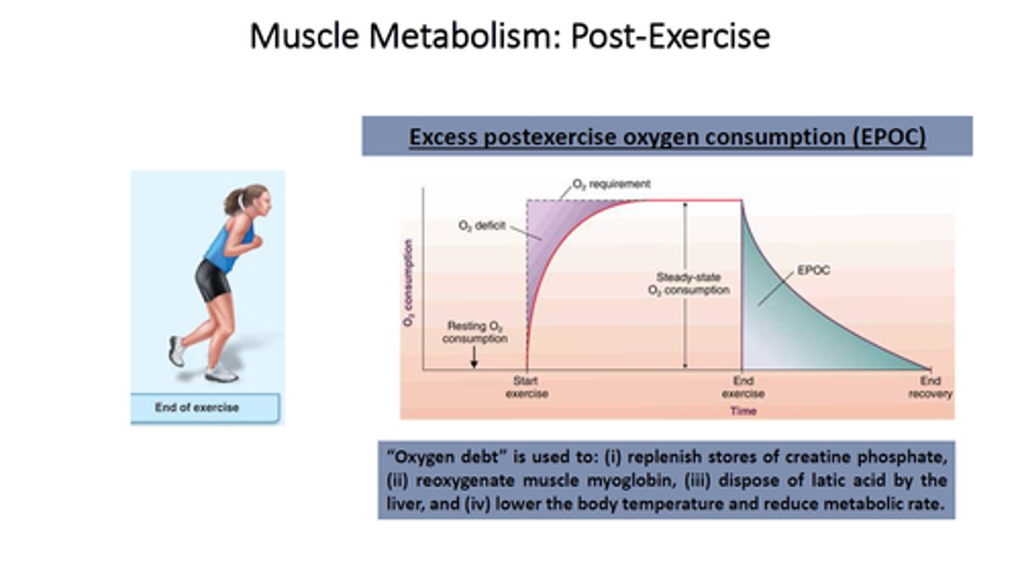 <p>we breathe hard after exercise due to this --we need to take in the amount of oxygen that we consumed during the anaerobic phase of our exercise (remember, all exercise starts out anaerobically with the Creatine Phosphate pathway)</p>