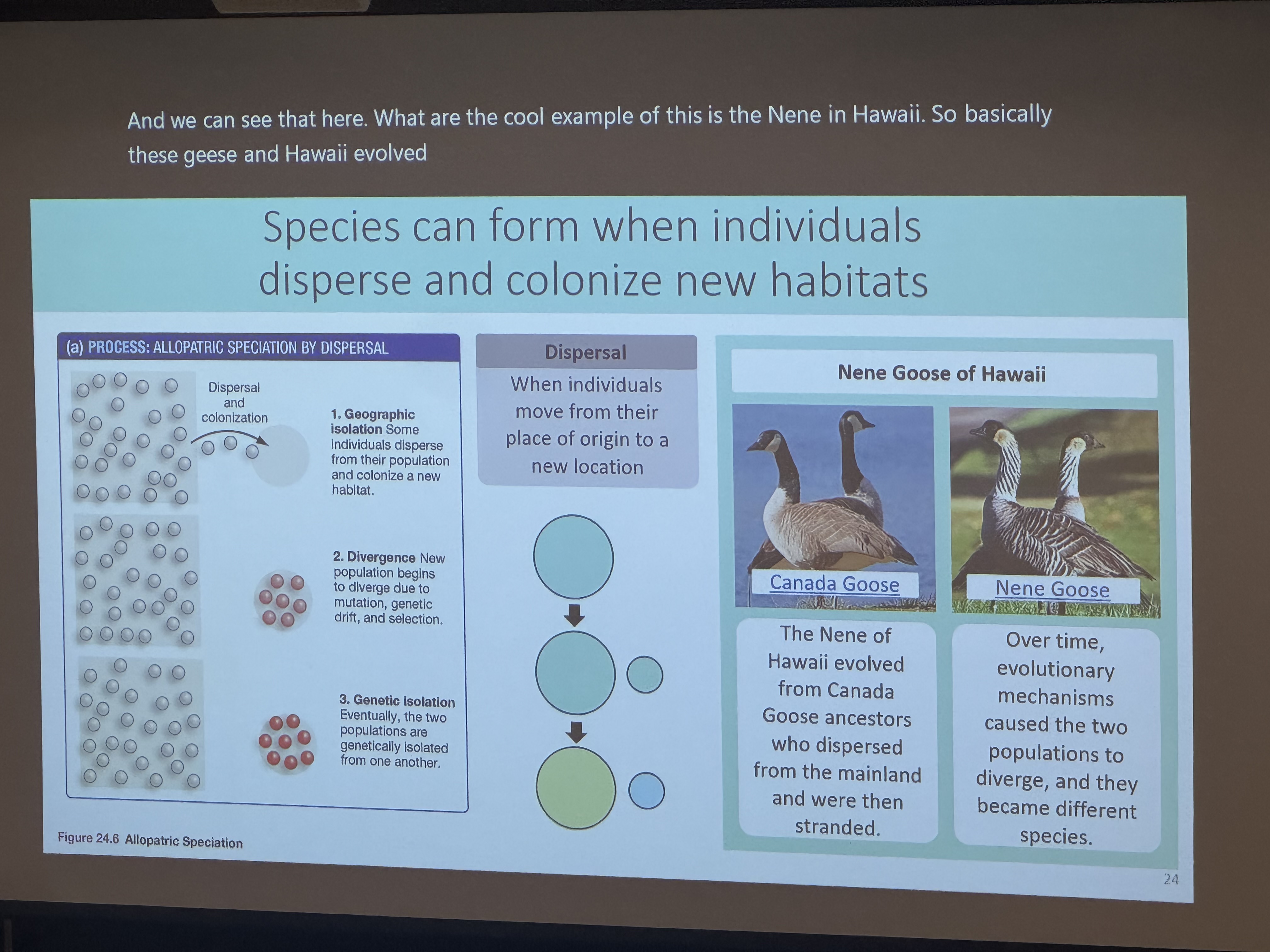 <p>when individuals move from their place of origin to a new location</p><p>(allopatric selection)</p>