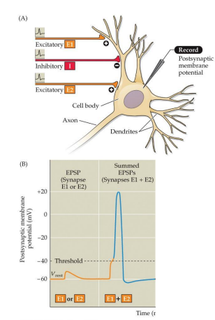 <p>refers to the way in which multiple excitatory or inhibitory postsynaptic potentials (EPSPs or IPSPs) combine in a neuron. Unlike linear summation, where the total effect is simply the sum of all inputs, non-linear summation occurs when the interactions between these inputs lead to a different, often more complex result. This can significantly affect whether or not the neuron will fire an action potential.</p><ul><li><p>EPSPs - sum together but it is not strictly linear</p></li><li><p>For a given ion, driving force diminishess as you approach equilibrium potential.</p></li><li><p>Voltage-gating may also modulate response (NMDA receptors)</p></li></ul><p></p>