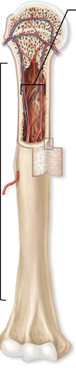 <p>Contains medullary cavity</p><p>Diaphysis, epiphyses, metaphysis, epiphyseal line, epiphyseal plate </p>