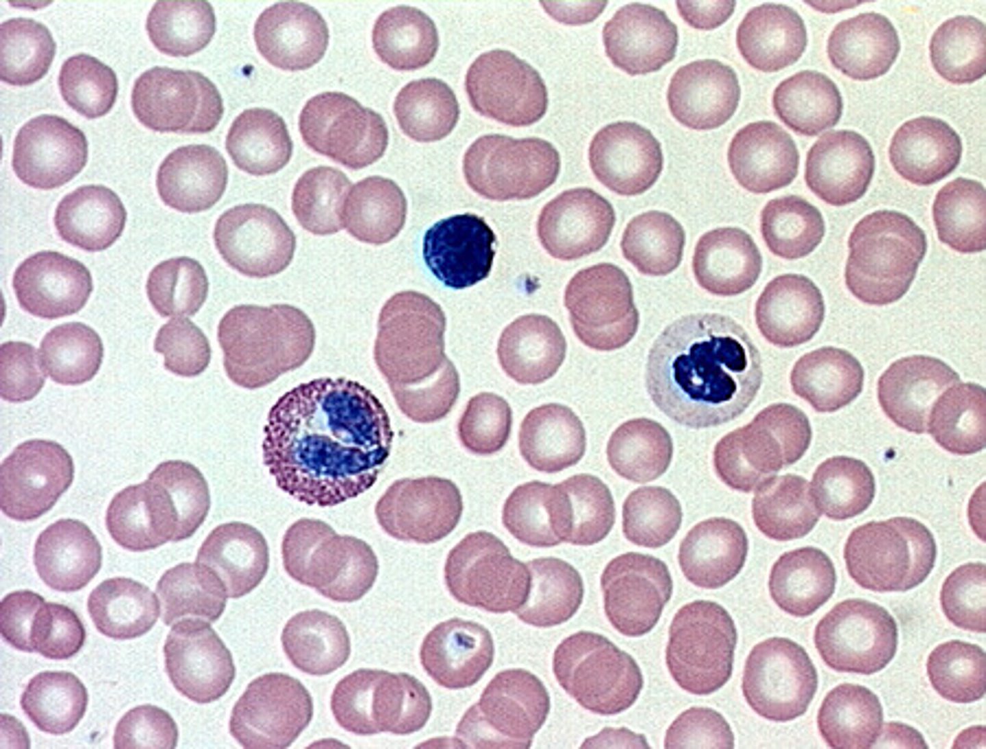 <p>-fluid matrix called blood plasma<br>-Fibers are visible during clotting<br>-transport vehicle for materials <br>-found in blood vessels</p>