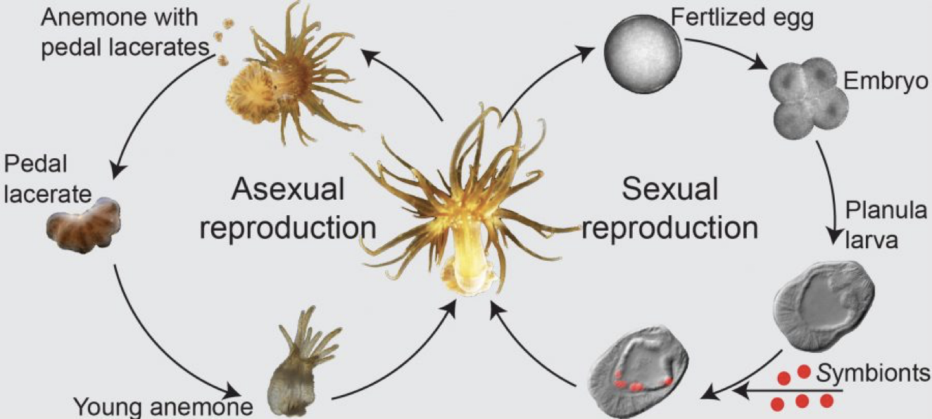 Sea Anemone and Corals Life Cycles