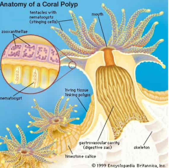 <p>Corals with colonial polyps</p>