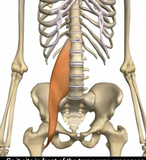 <p>vertebal body - T12 to L5</p>