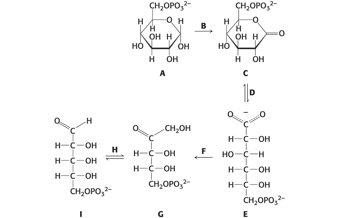 <p>a. Identify ‐‐6-phosphglucono‐𝛿‐lactone. 3</p><p>b. Which reactions produce NADPH?</p><p>c. Identify ribulose 5-phosphate.</p><p>d. What reaction generates CO2?</p><p>e. Identify 6-phosphogluconate. <br>f. Which reaction is catalyzed by phosphopentose isomerase?</p><p>g. Identify ribose 5-phosphate.</p><p>h. Which reaction is catalyzed by lactonase?</p><p>i. Identify glucose 6-phosphate.</p><p>j. Which reaction is catalyzed by 6-phosphogluconate dehydrogenase?</p><p>k. Which reaction is catalyzed by glucose 6-phosphate dehydrogenase?</p>