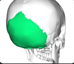 <p>bone located at the back of the skull that forms the base of the cranium, protecting the brain and allowing for movement of the head. </p>