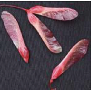 <p>samara in pairs, slightly divergent, in groups</p>