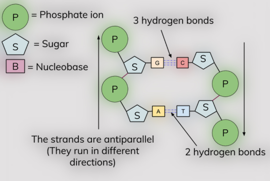 <ul><li><p>adenine and thymine- 2 hydrogen bonds</p></li><li><p>cytosine and guanine- 3 hydrogen bonds</p></li></ul><p></p>