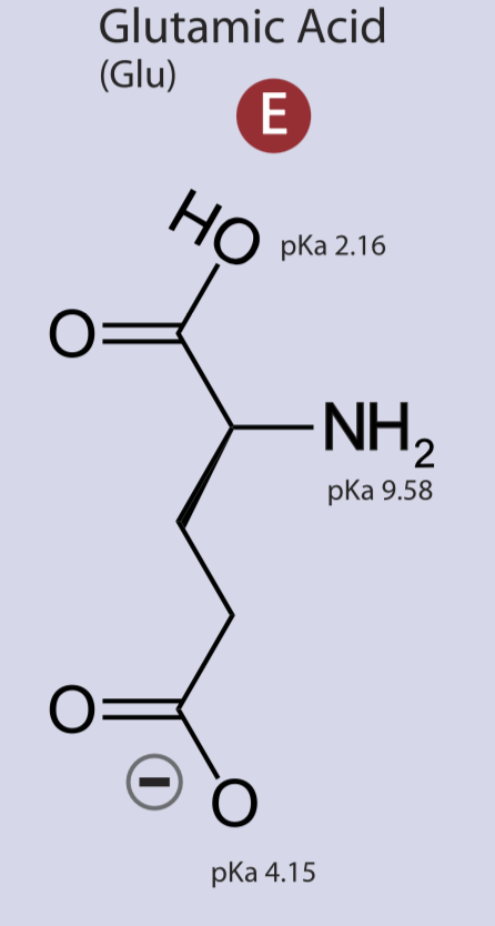 <p>Negatively charged side chain, polar, hydrophilic</p>