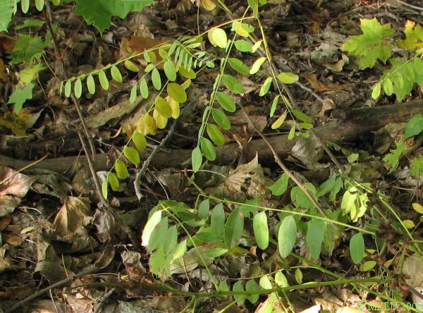 <p><span>netvařec křovitý</span></p>