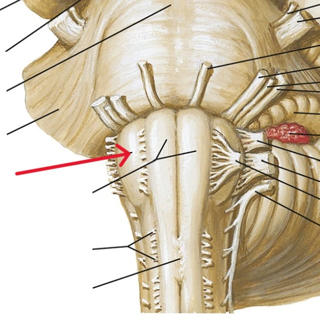 <p>Which part of the brain is:</p><ul><li><p>Just inferior to pons</p></li><li><p>Part of the medulla</p></li></ul><p></p>