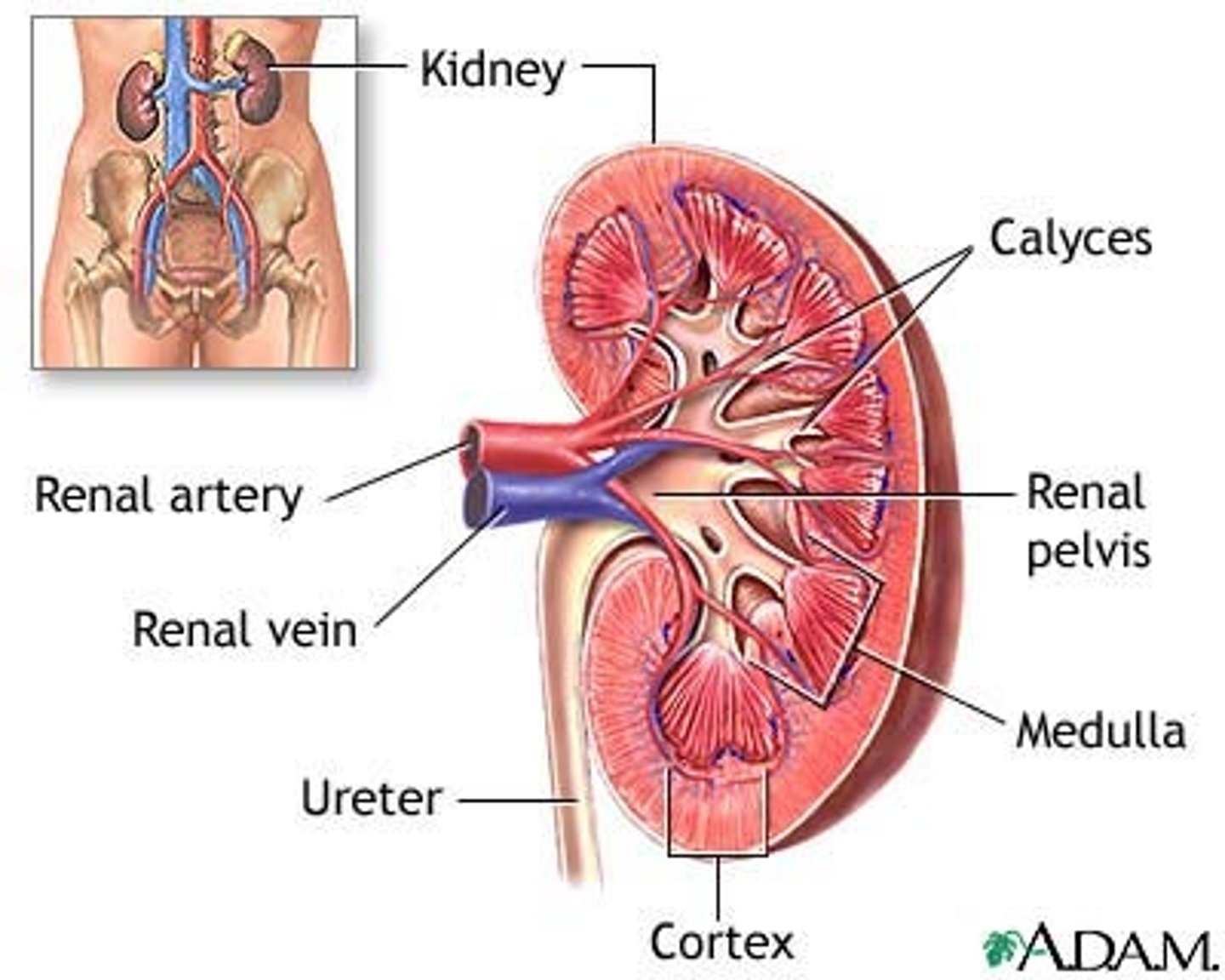 <p>-2 bean shapes that are red-ish brown</p><p>- covered by renal capsule</p><p>- Renal artery enters; renal veins and ureter exit</p>