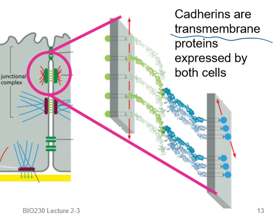 <p>TRANSMEMBRANE proteins expressed by both cells</p>