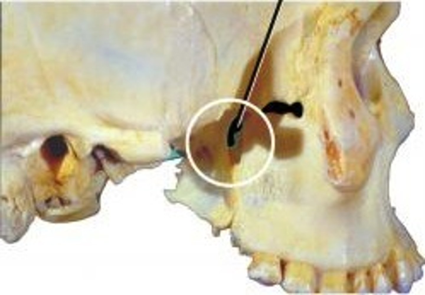 knowt flashcard image