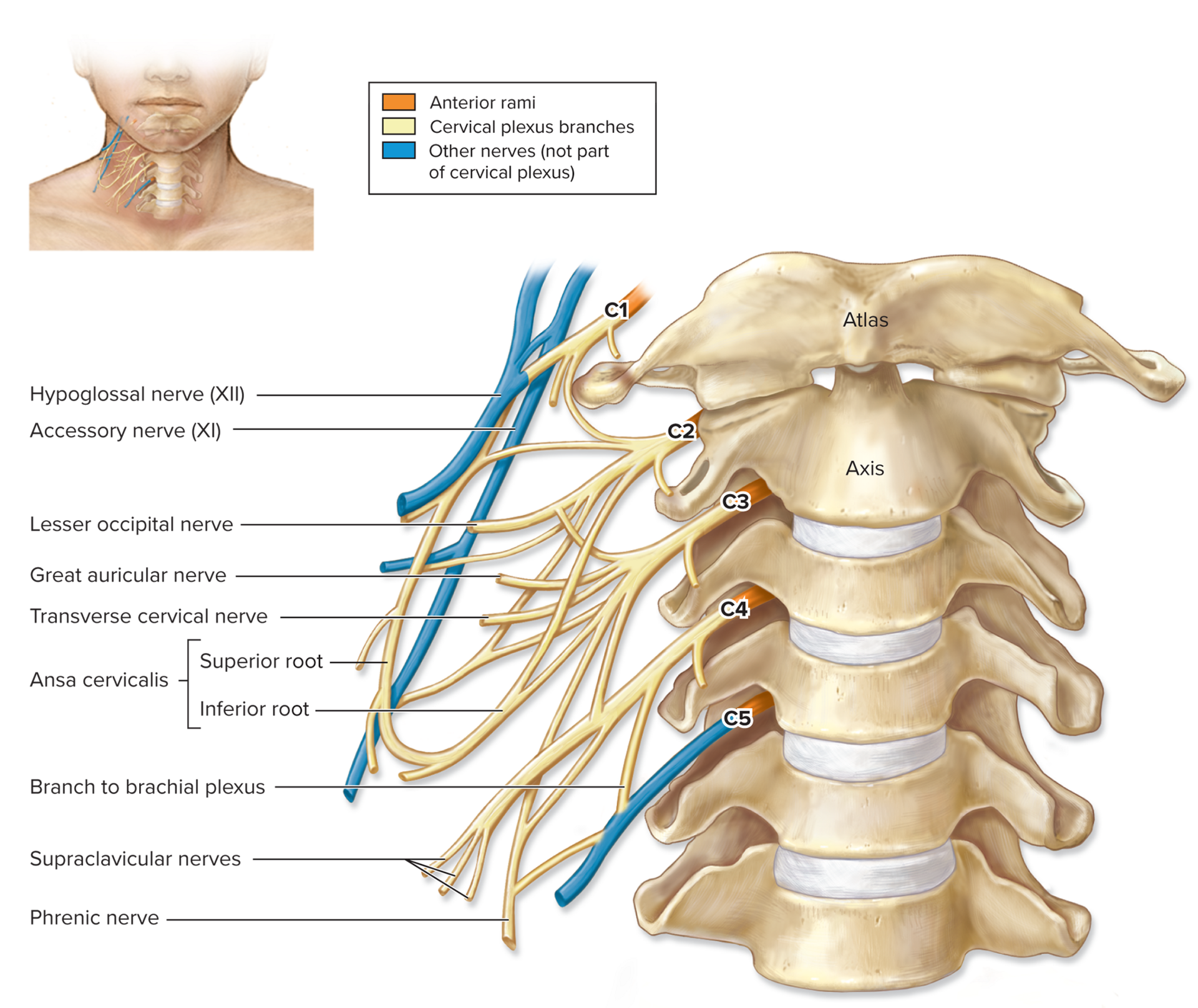 <p>Cervical Plexus (C1–C4)</p>