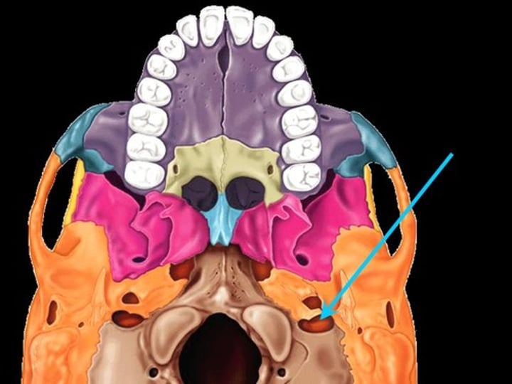 <p>Opening along petrous part of temporal bone and occipital bone</p>