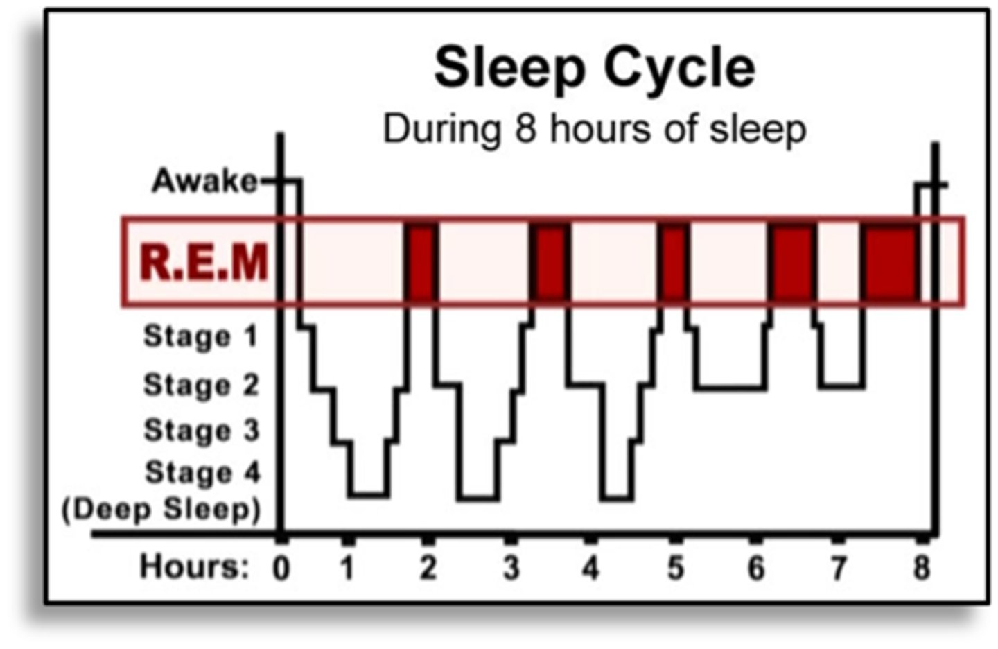 <p>Recurrent cycle that is repeated within a 24 hour cycle (ie. less that 24 hours)</p><p>Eg. REM and NREM cycle</p>