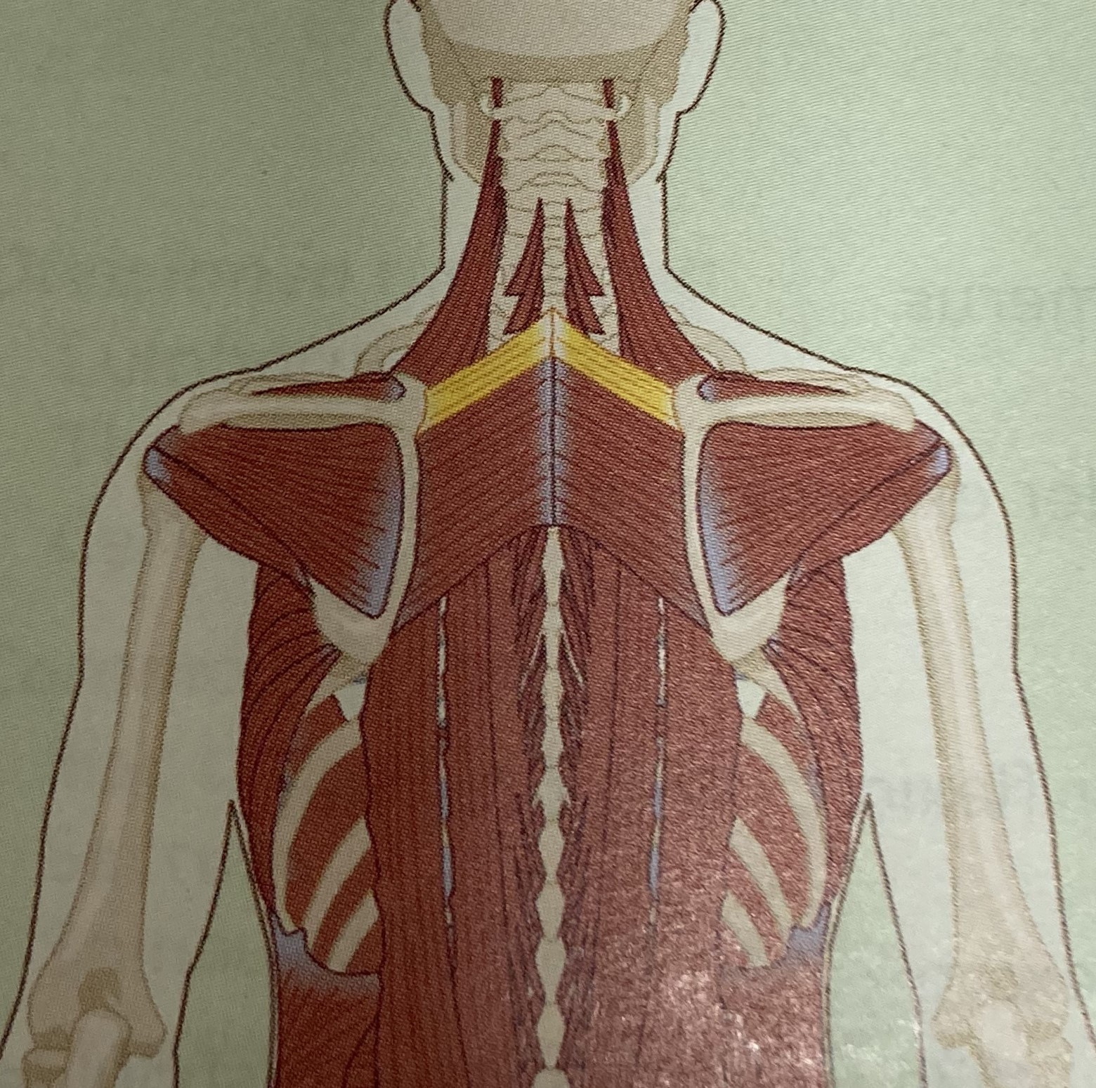 <ul><li><p>category: shoulder musculature</p></li><li><p>origin: C7-T1</p></li><li><p>insertion: scapula superior to the spine</p></li><li><p>isolated function: concentric scapular retraction and downward rotation</p></li><li><p>integrated function: eccentric scapular protraction and upward </p></li><li><p>stabilizes the scapula</p></li></ul><p></p>