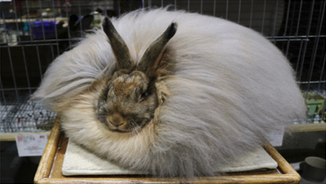 <p>Breed:<br>Showroom Classification:<br>Class:</p>