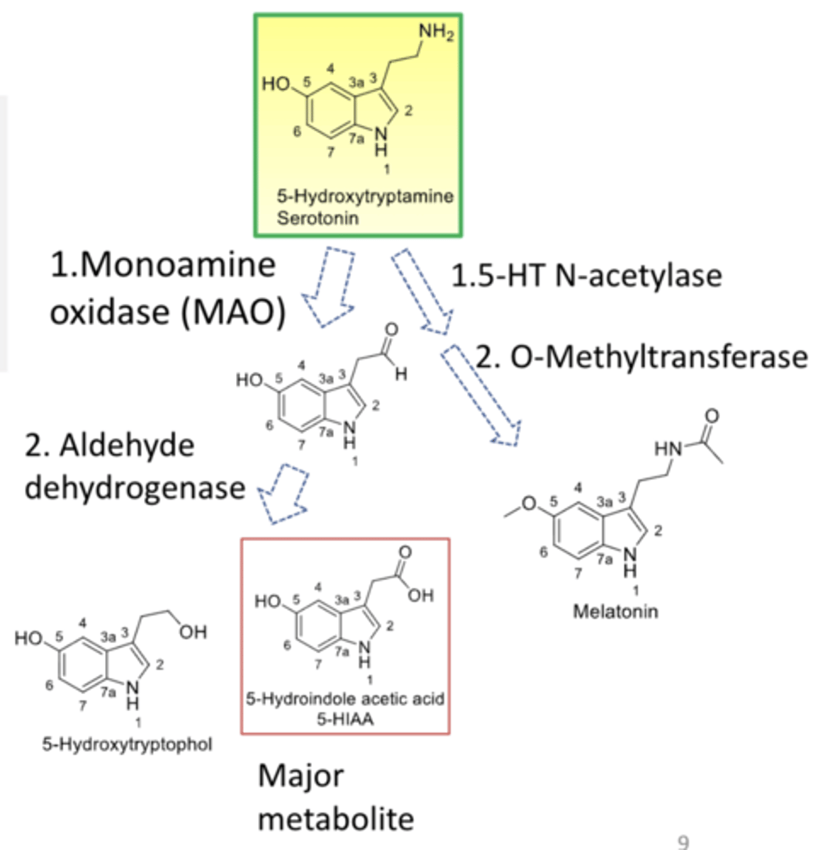<p>- mainly is metabolized in the liver to 5-HIAA by oxidative deamination by MAO and the aldehyde is then converted to 5-HIAA by aldehyde dehydrogenase or reduced to an alcohol</p><p>- melatonin is a metabolite by N-acetylation and O-methylation that serves a role in regulating circadian rhythms and shows promise in the treatment of sleep disturbances</p><p>- metabolites are excreted from urine</p>