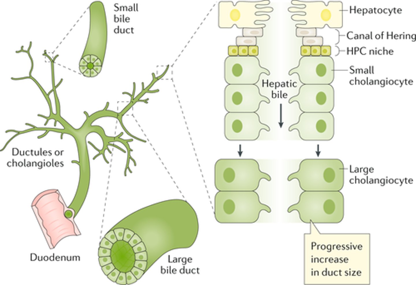 <p>Hepatocytes produce bile, which is collected by bile ducts and transported out of the lobule for digestion or storage.</p><p>SO REMEMBER THE TWO FUNCTIONS OF HEPATOCYTES ARE FILTERING AND THE PRODUCTION OF BILE</p>