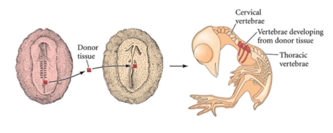 <p>If pre- segmented mesoderm is grafted to a different position along the axis it retains its original identity </p><p>E.g. thoracic level mesoderm will form thoracic vertebrae with ribs</p>