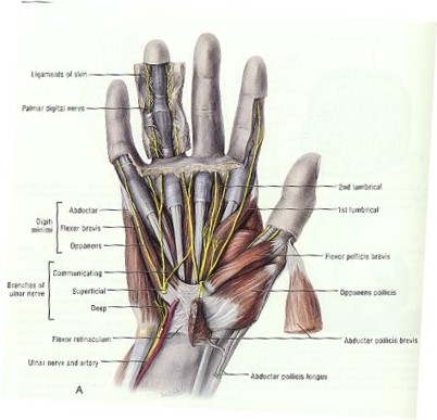 \-Muscle mass on ulnar side of palm (fat pad on pinky side)

\-Abductor digiti minimi

\-Flexor digiti minimi brevis

\-Opponens digiti minimi