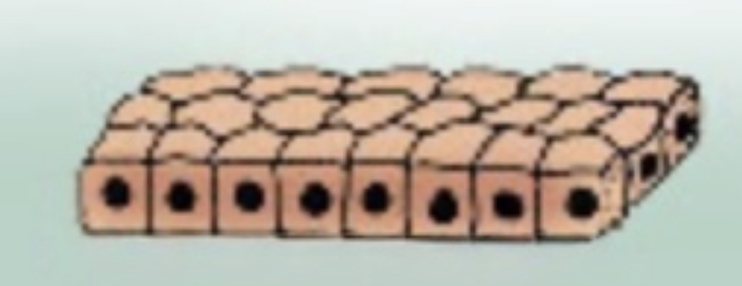 <p>What type of epithelium is this?</p>