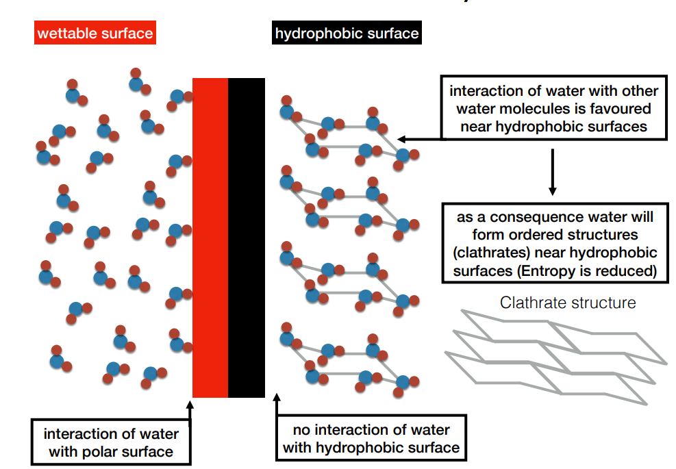 <p>Hydrophilic surfaces form hydrogen bonds with water which are constantly made and broken</p><p>Hydrophobic surfaces do not interact well with water so interaction between water molecules is favoured, causing the formation of Clathrate structures in which water molecules bond together in rings. This reduces disorder and hence entropy.</p>