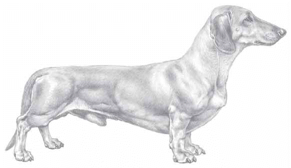 <p>hundgrupp 4, tax</p>