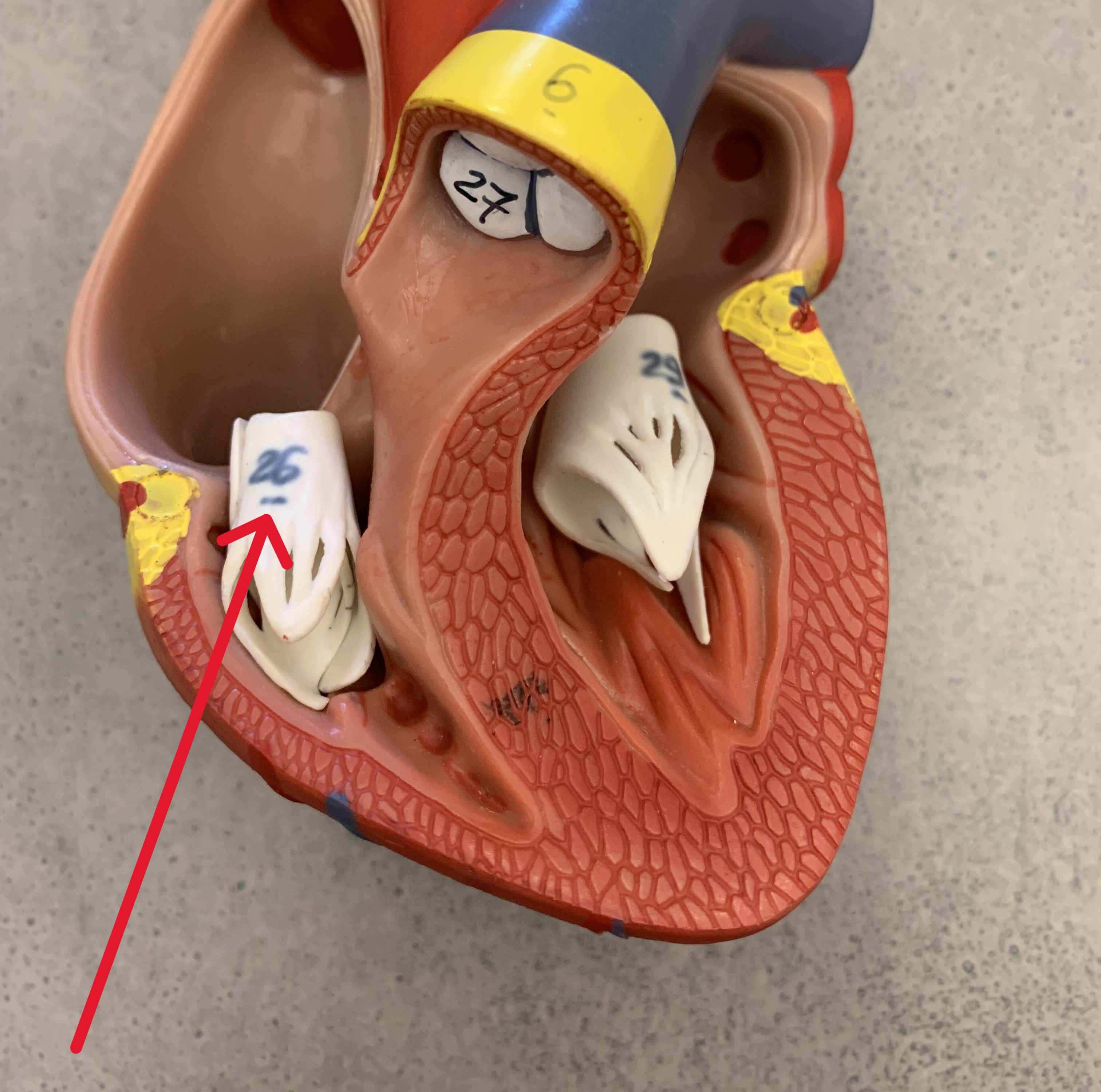 <p>Which valve of heart:</p><ul><li><p>Between <u>right</u> atrium and <u>right</u> ventricle</p></li></ul><p></p>