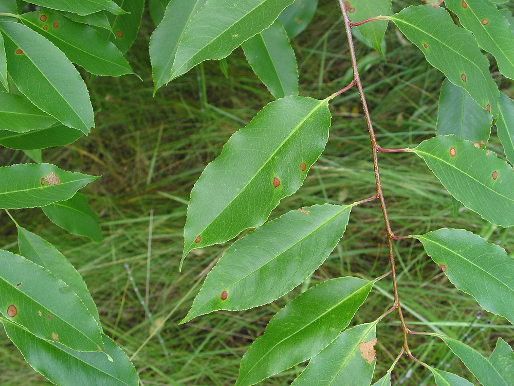 <p>what is the scientific name of black cherry ( back leaflets red hairy)</p>